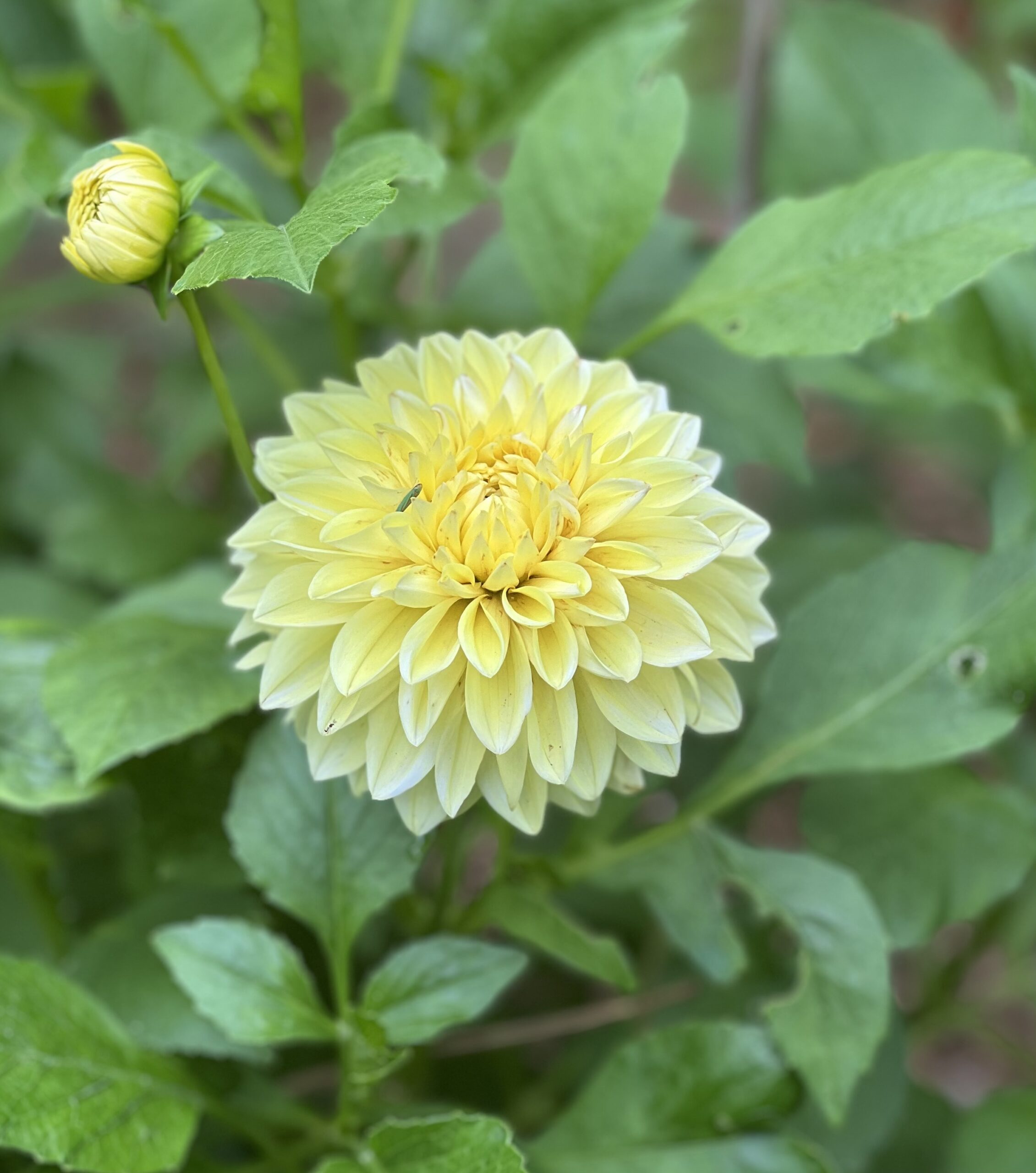 Yellow perfection