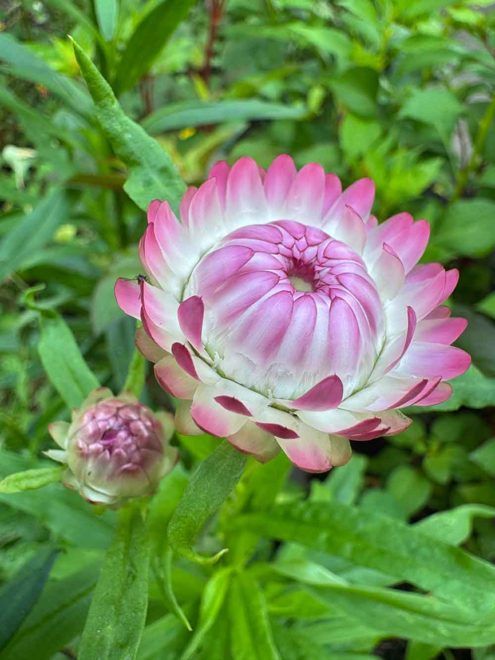 Strawflower ready to bloom