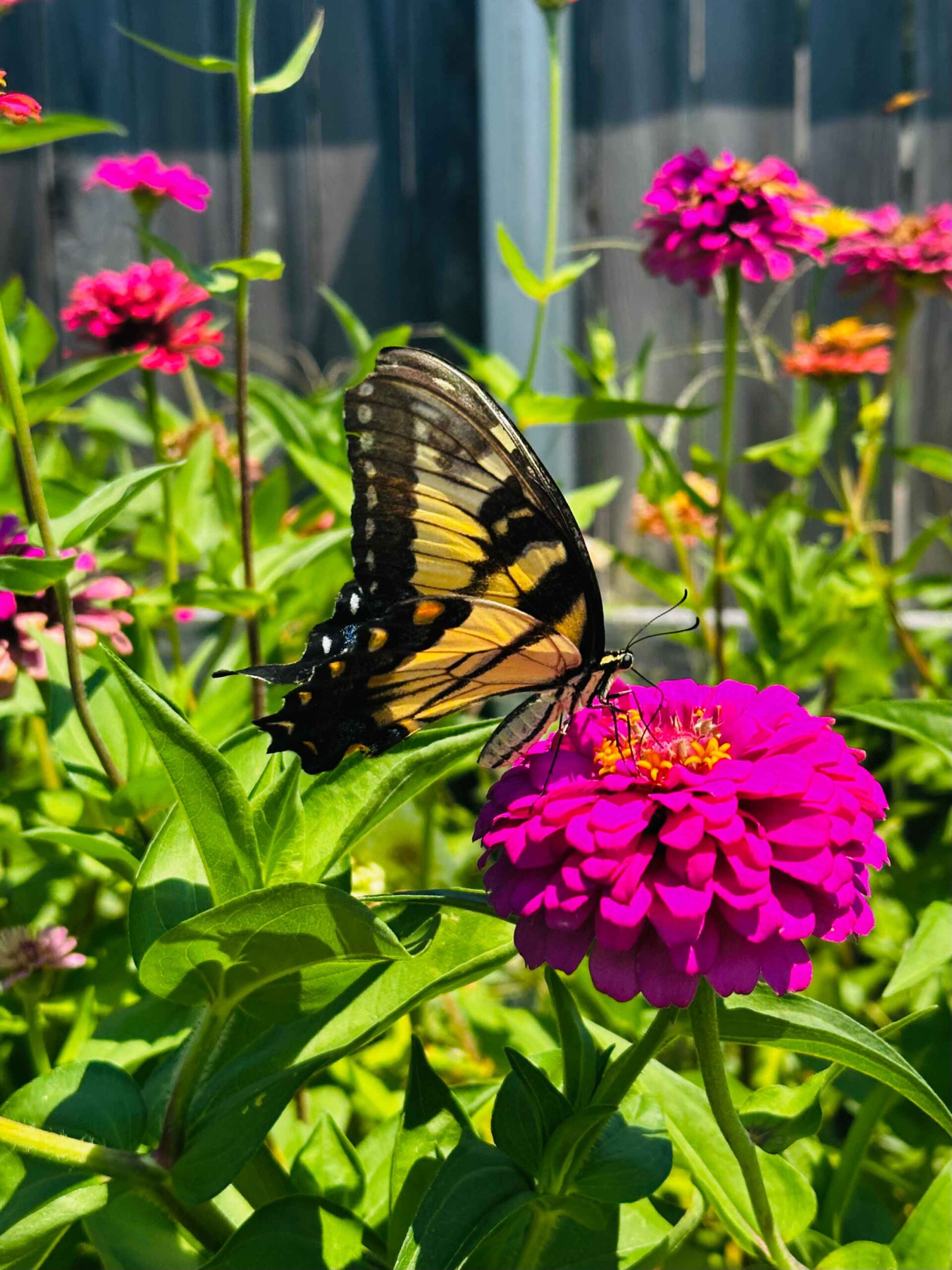 Swallowtail & Zinnia Patch