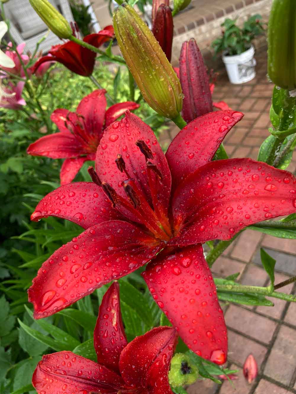 My Lily garden
