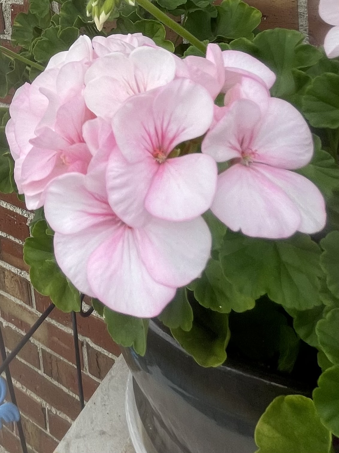 My Maverick Apple Blossom Geraniums