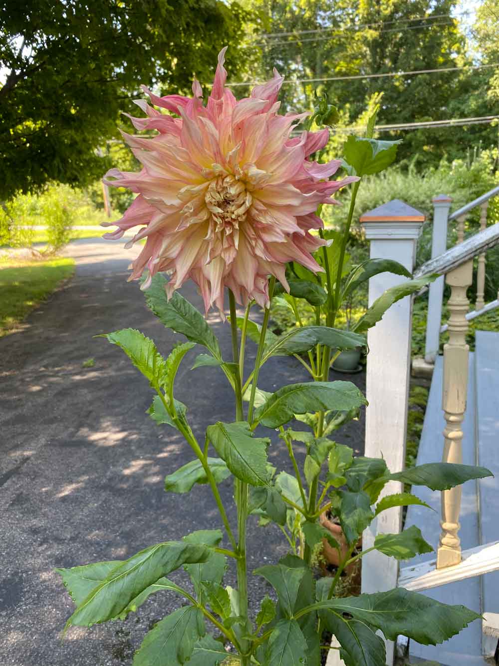 Dahlia