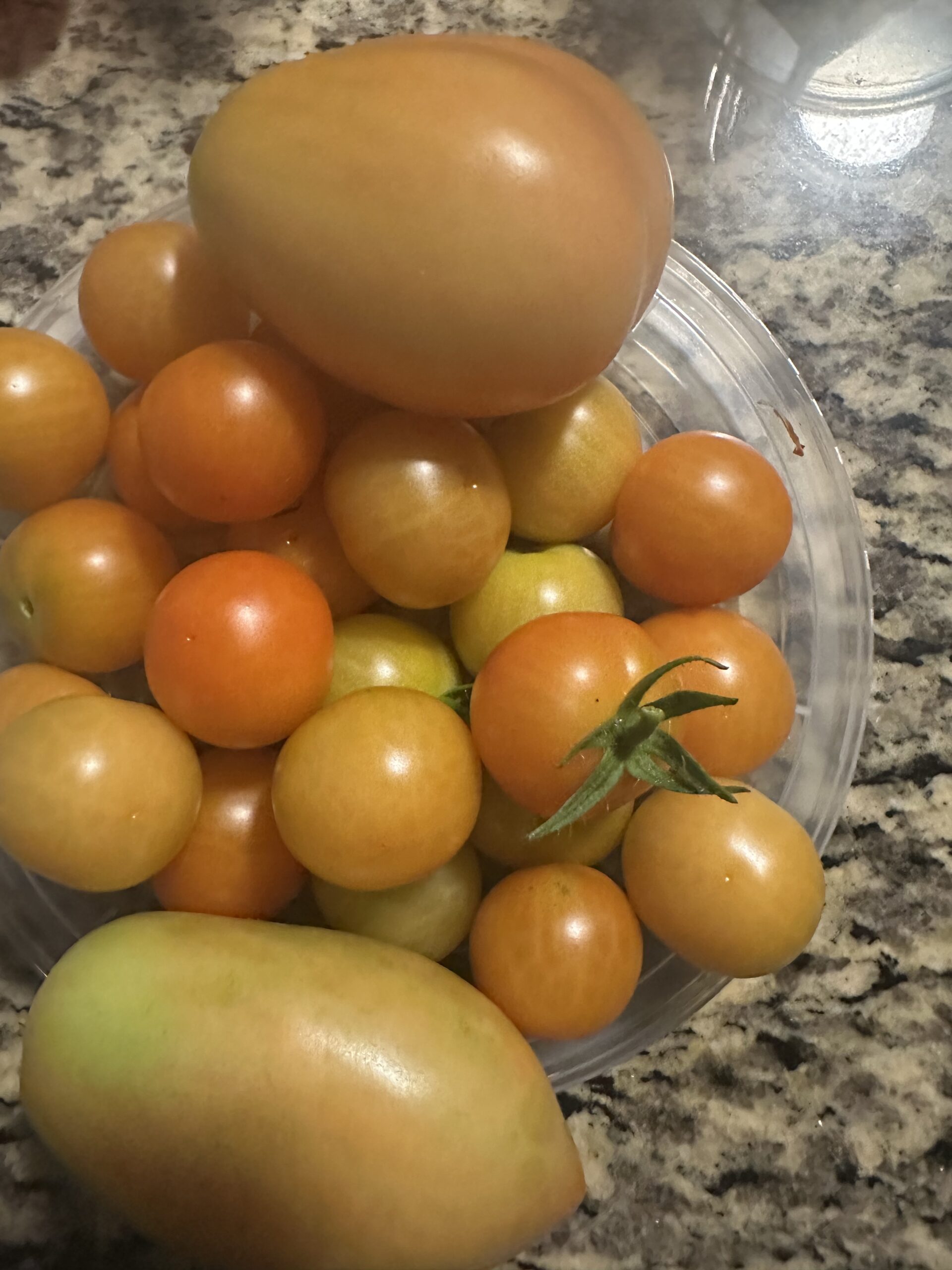 Tomato harvest