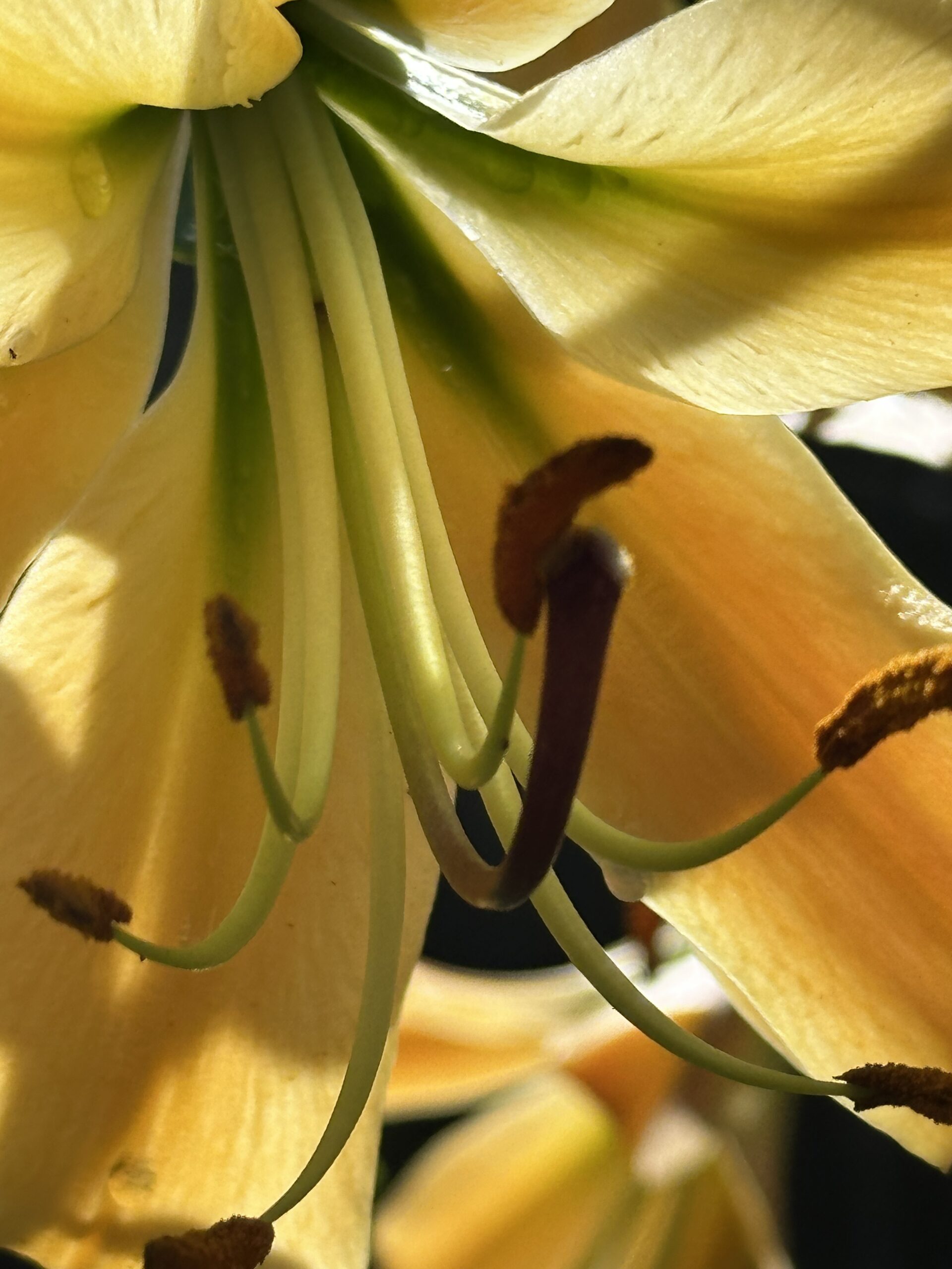 My Lily in Light