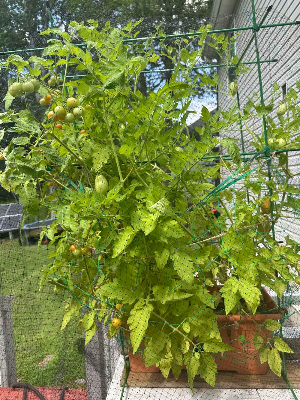 My tomato harvest