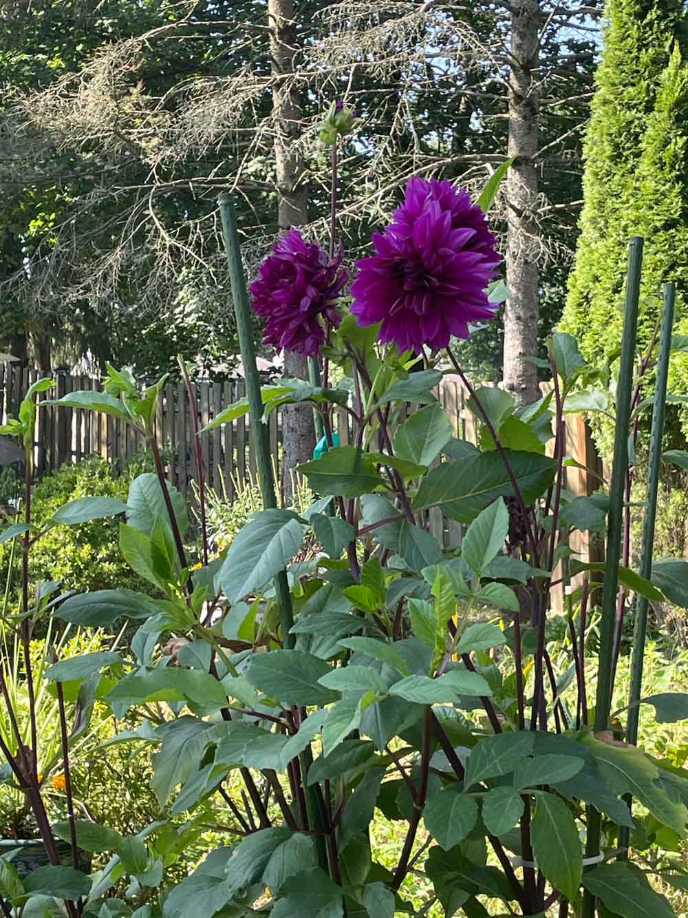 Dahlia