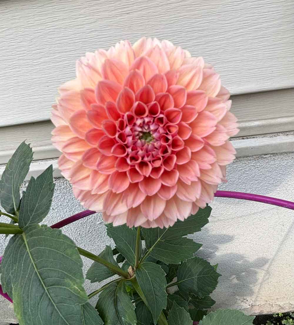 My beautiful dahlia blooms!