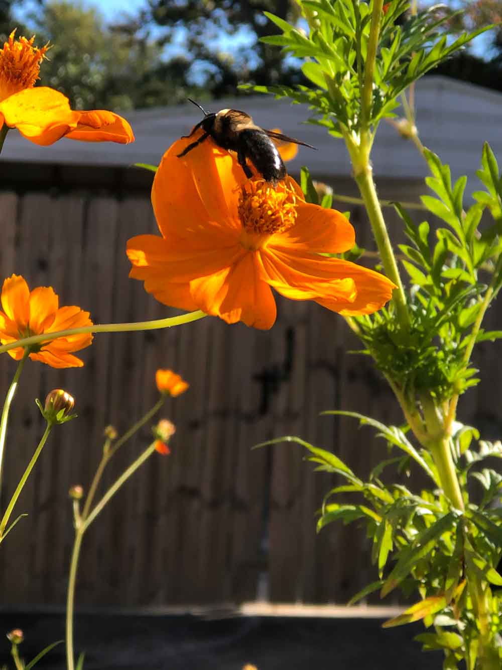 Bee and Coreopsis