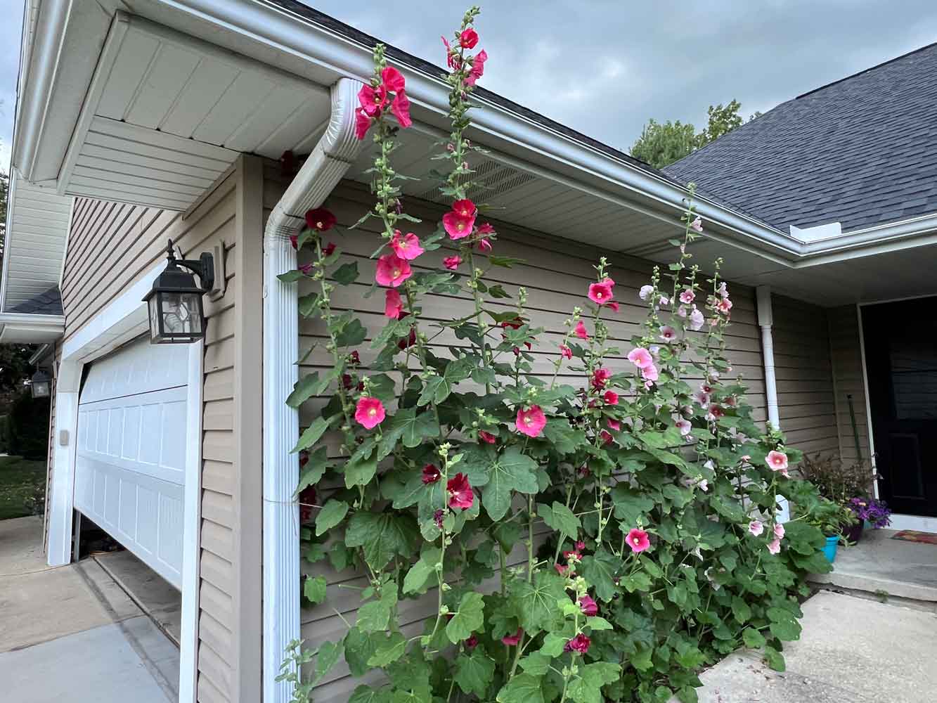 Old Fashioned Hollyhocks