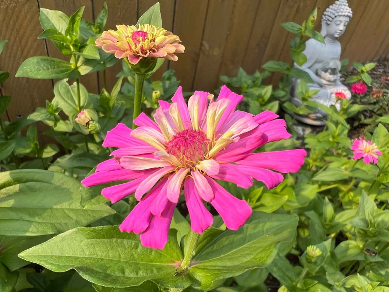 Zinnias