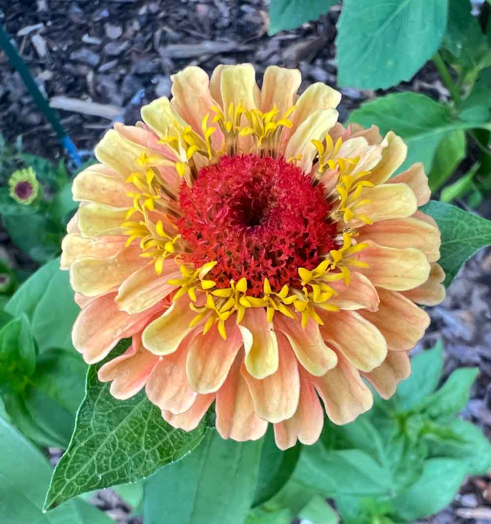 Zinnia