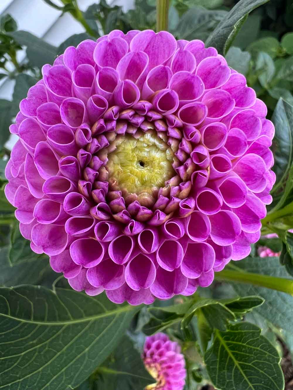 Dahlia