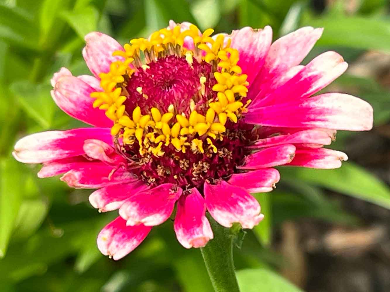 Zinnia