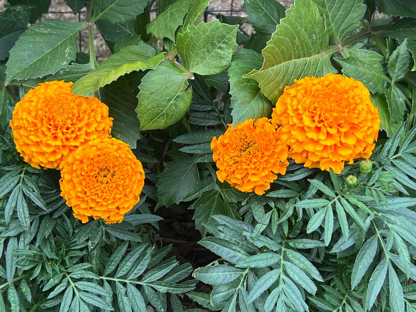 Marigold