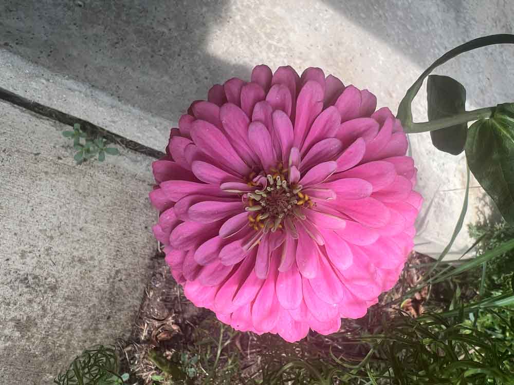 What a beauty!