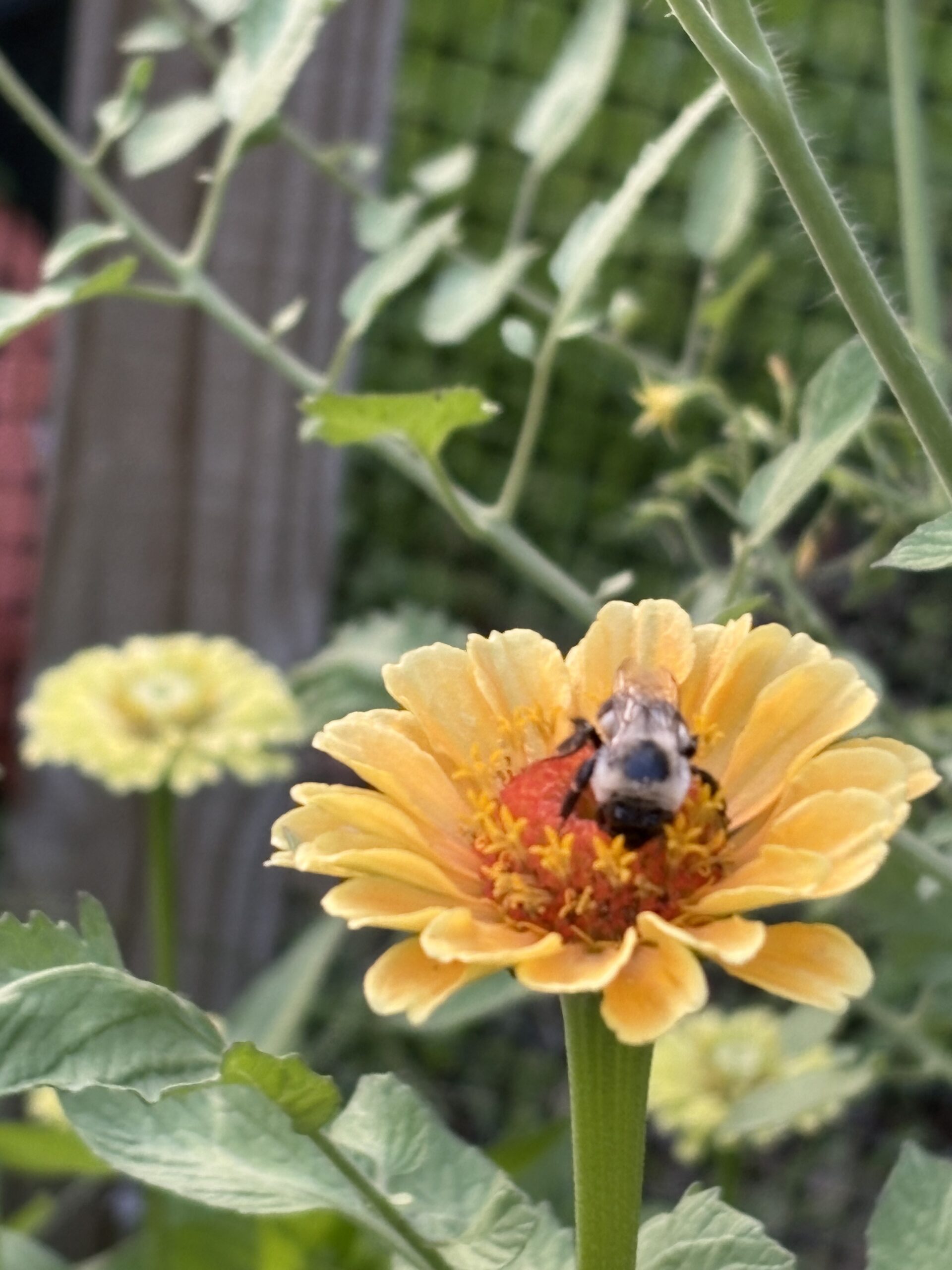 Zinnia