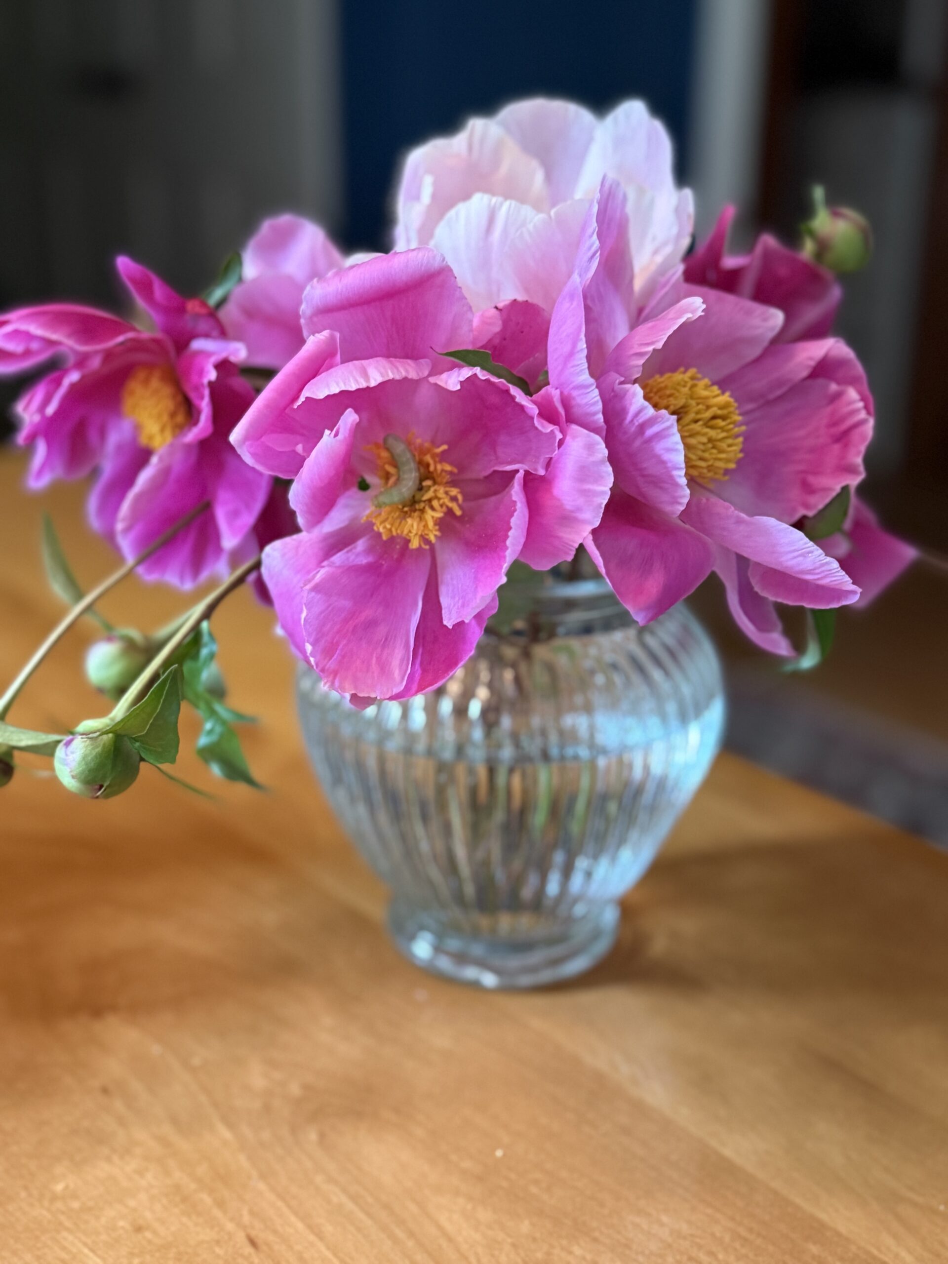 Peonies