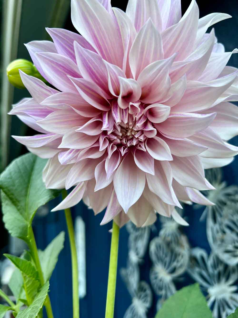 My first dahlia