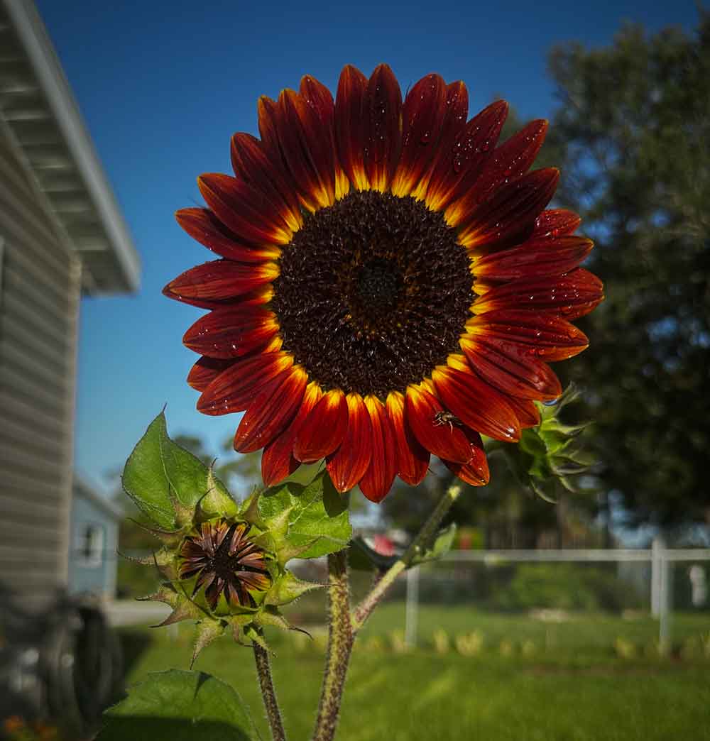 Chocolate Cherry Sunflower