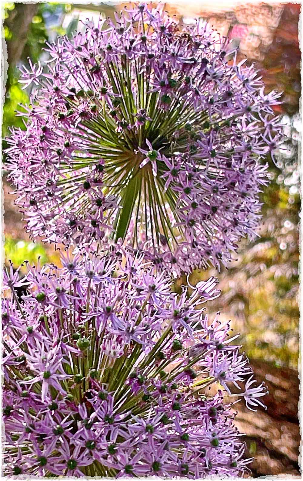 Allium in the morning sun
