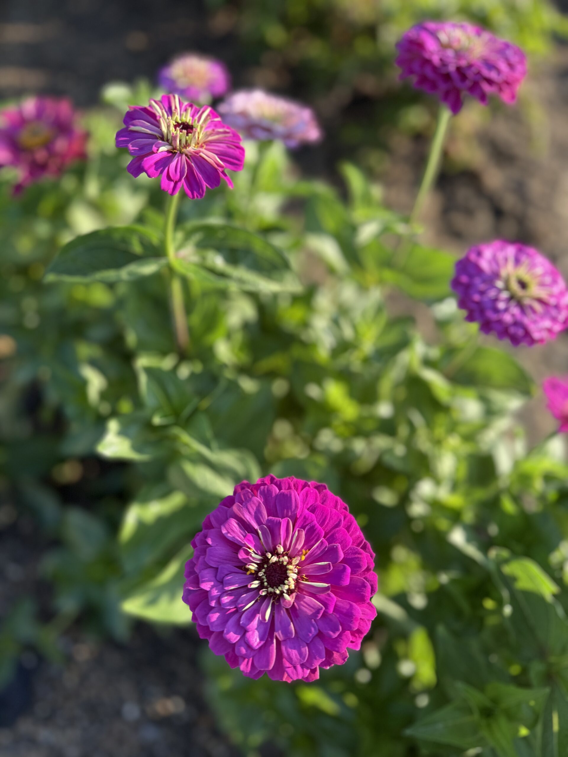 Zinnias