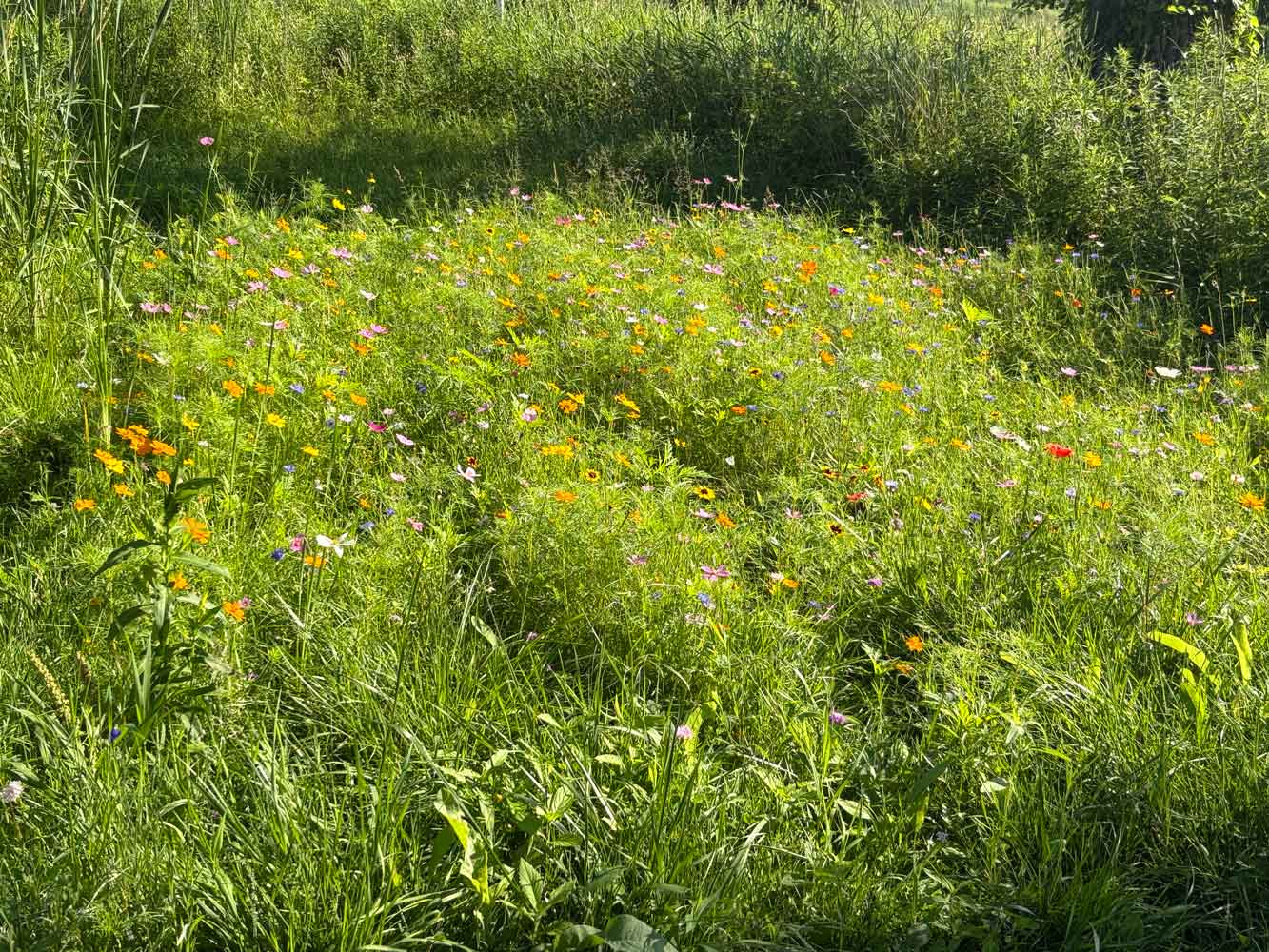 Wild flowers gone wild!