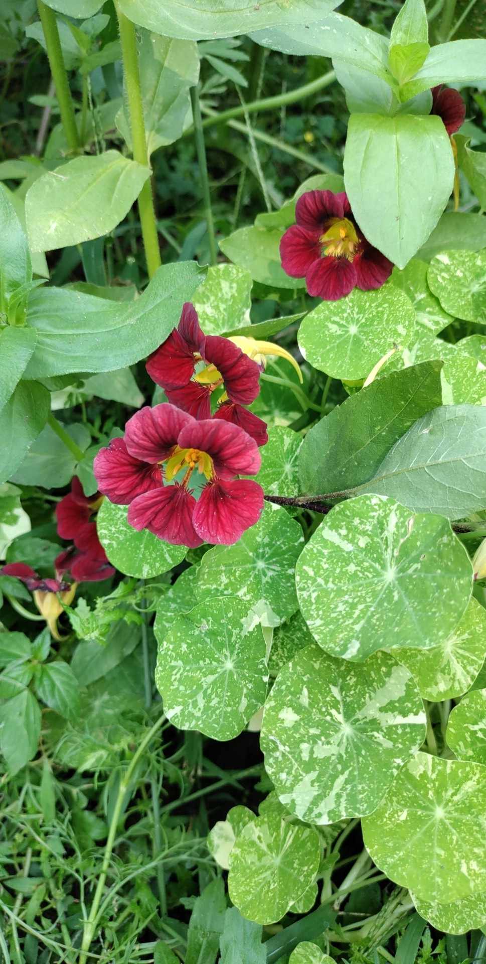 Nasturtium