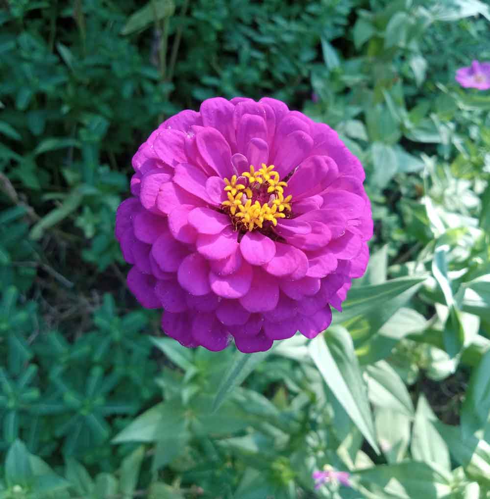 Zinnia Delight!