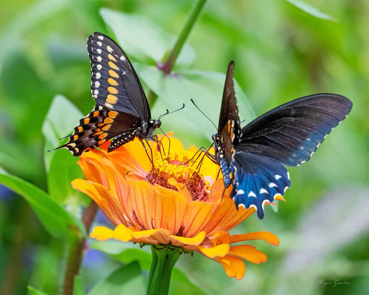 Pipevine Swallowtail and Black Swallowtail