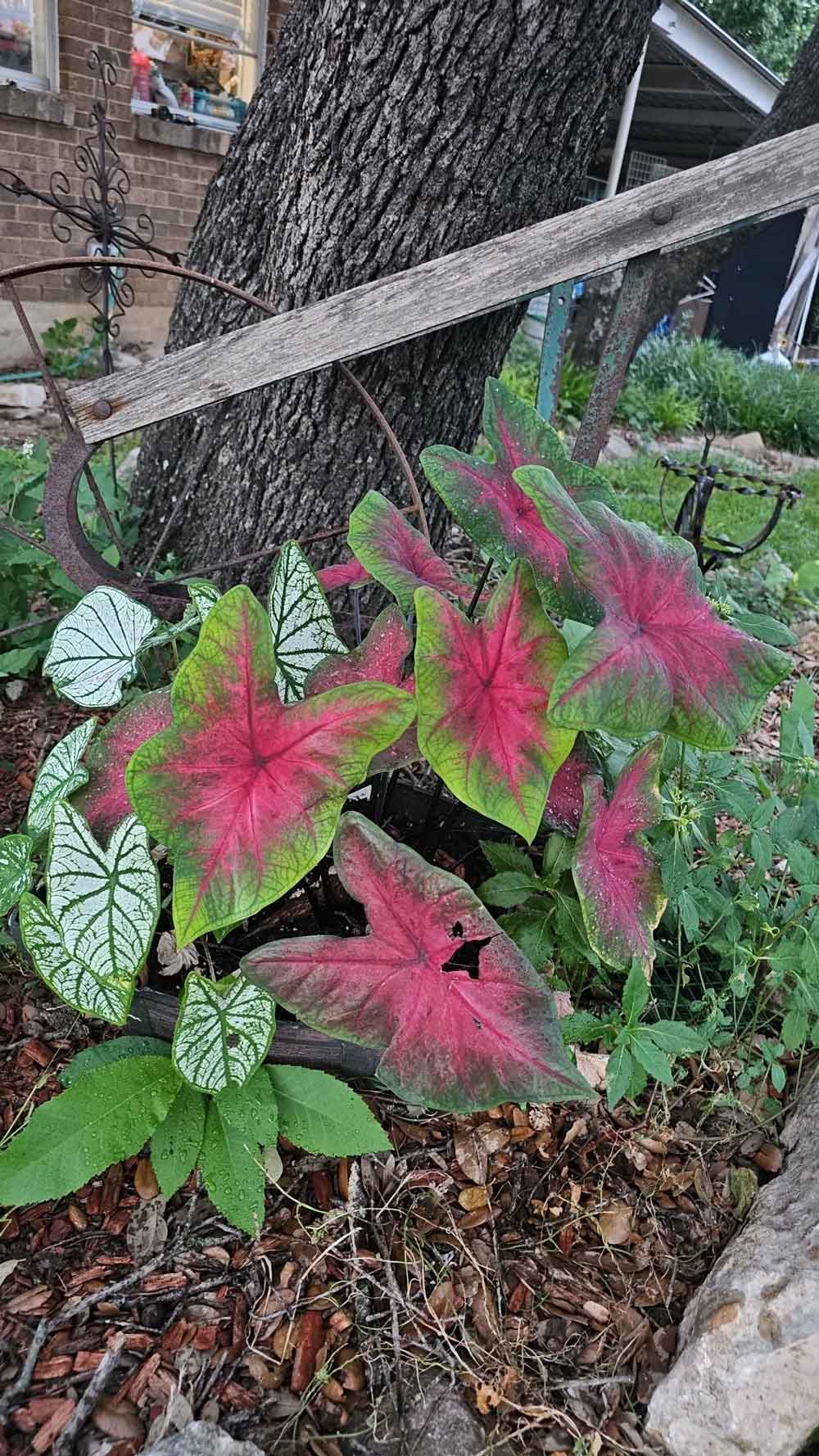 Happy Caladiums!