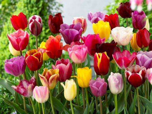 A Tulip for Every Taste