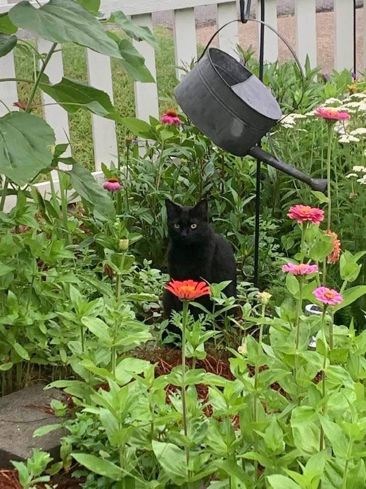 Zinnias & Zinnia Lover