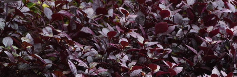 Alternanthera Seeds