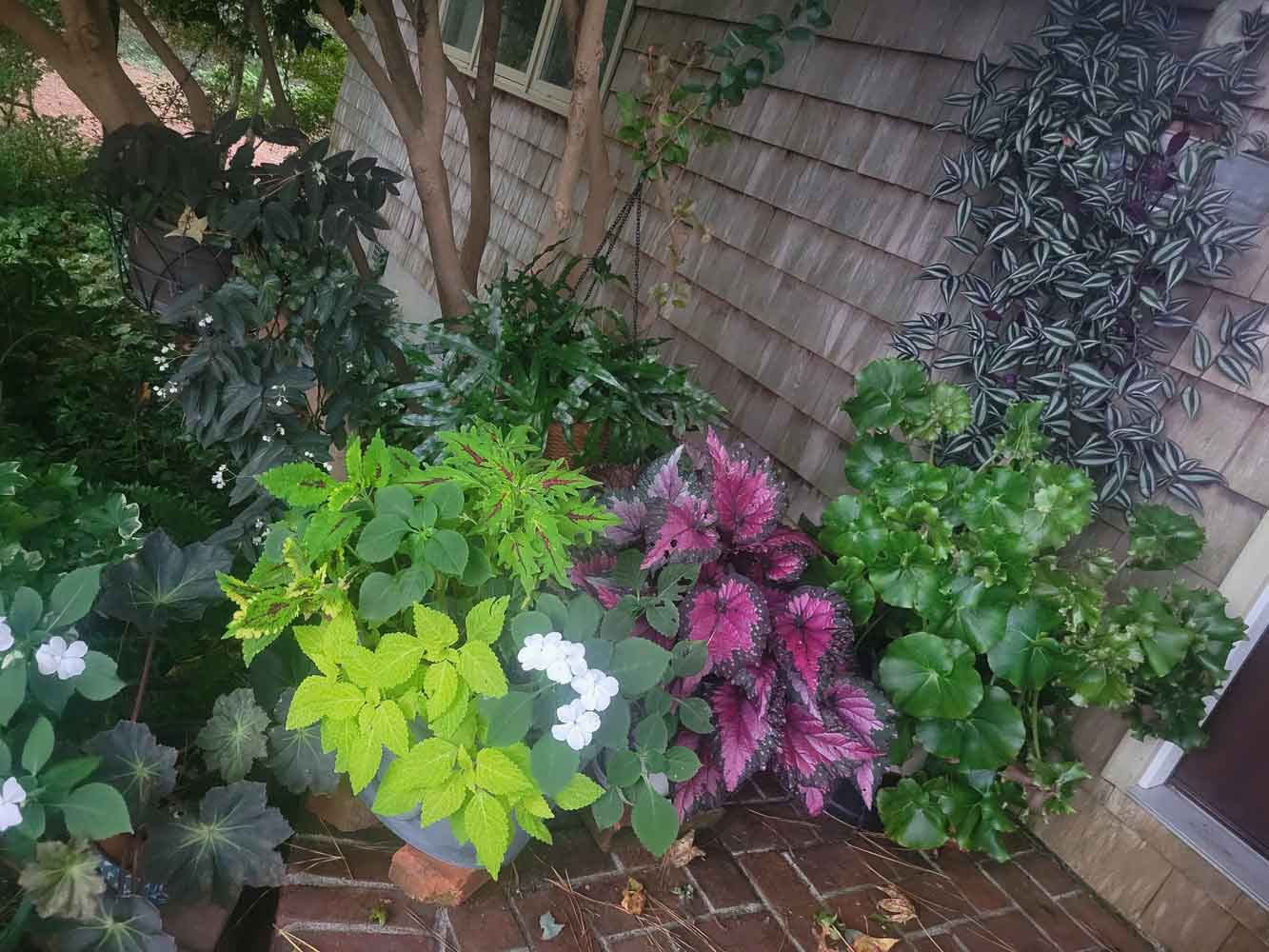 My front stoop