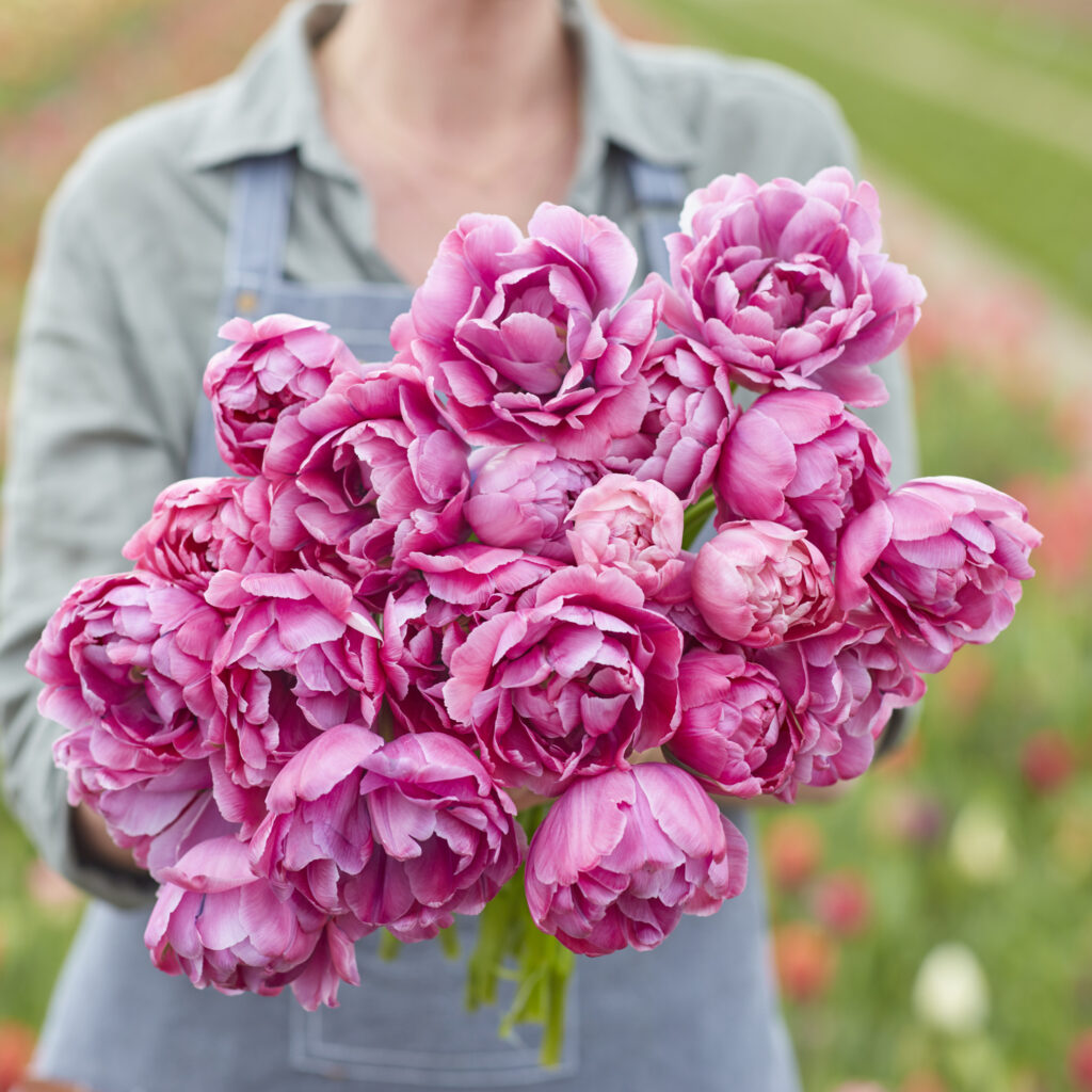 a bouquet of bright pink double tulips being help to the camera with a blurred torso of a person in a grey apron holding them out