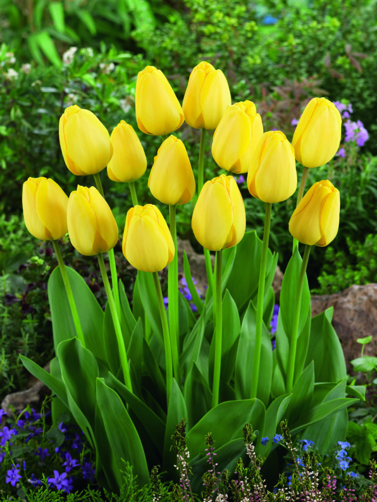 A bundle of bright yellow tulips growing out of the ground