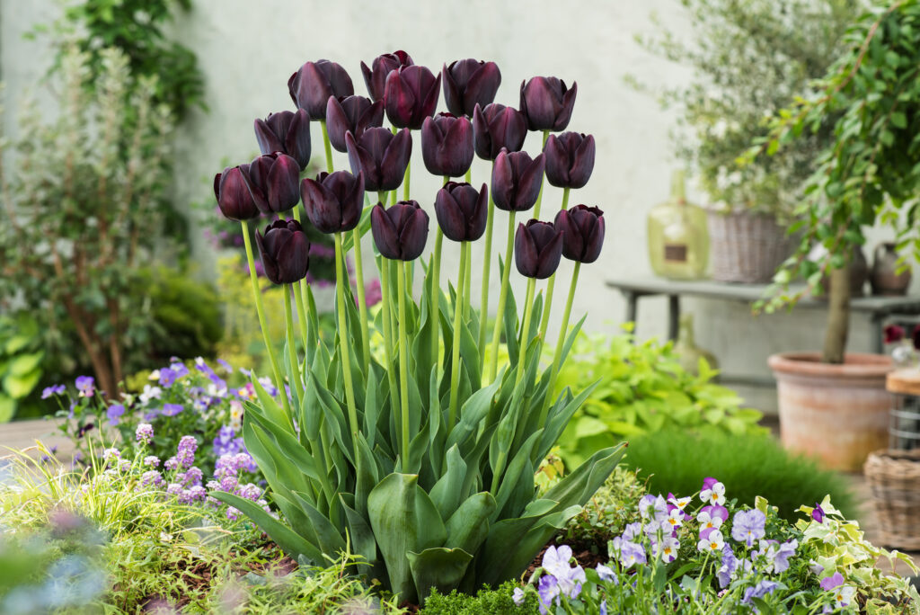 Bundle of deep purple, almost black tulips on tall stems with large green leaves growing out of the ground surrounded by low light purple flowered ground cover