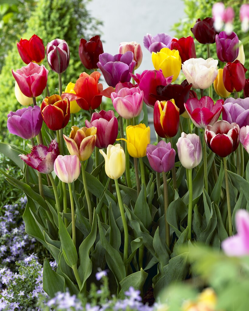 A group of bright multi-colored tulips with bold green leaves