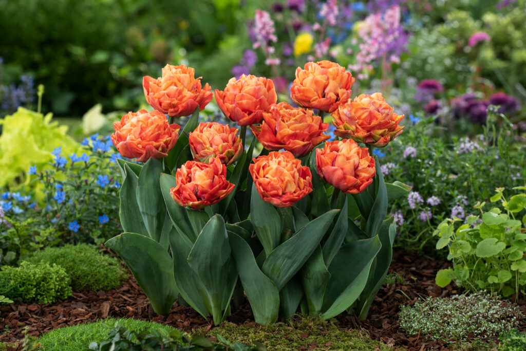 Bright orange double tulips with bold green leaves and colorful blurred flowers in background