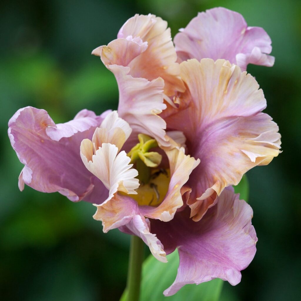 close up of frilly light purple and cream, parrot tulip bloom