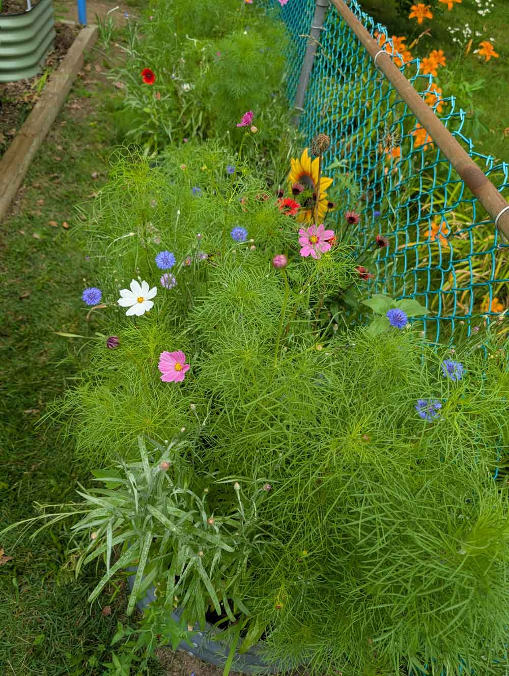 New Jersey Wildflower Garden!