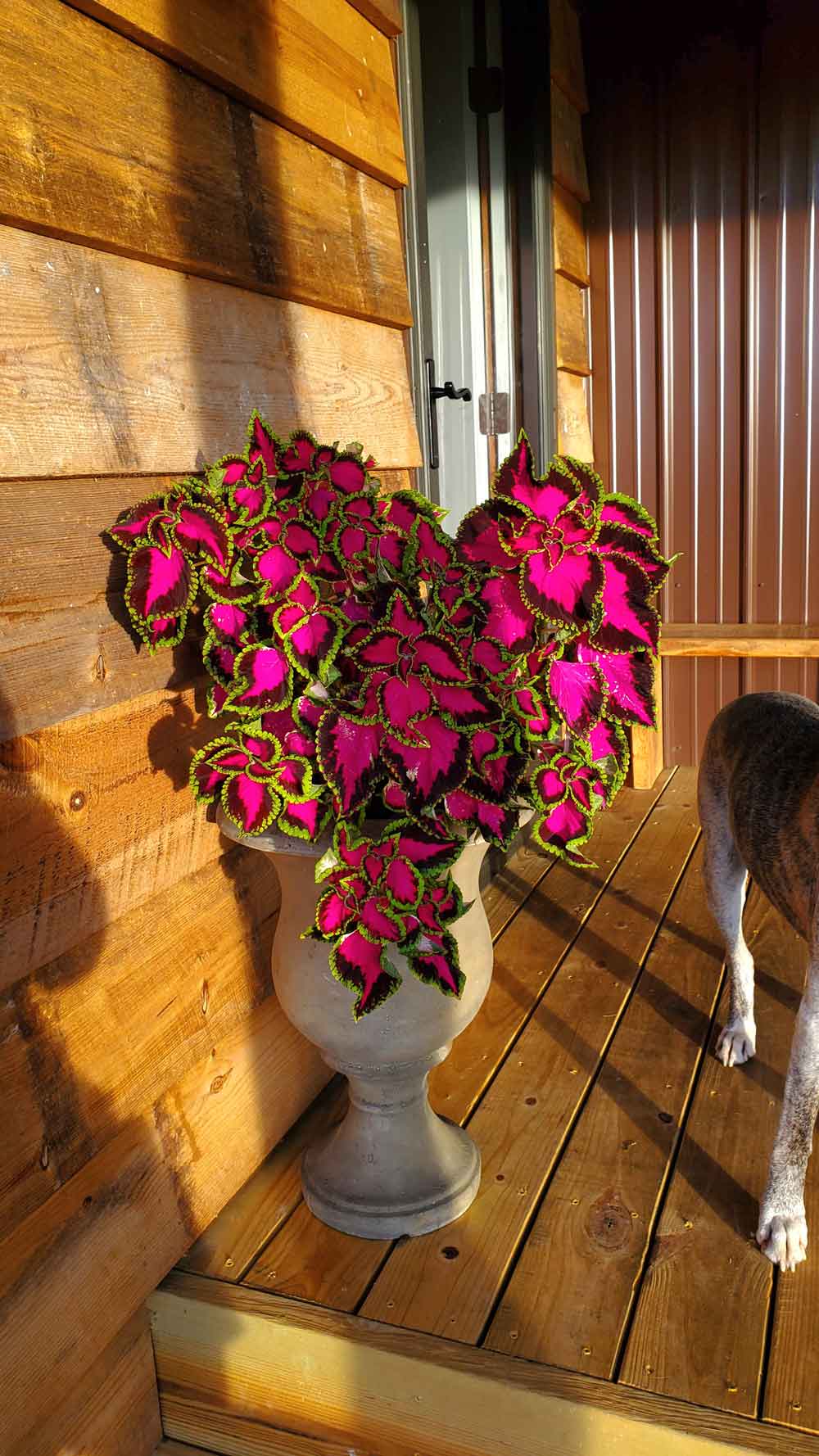 Heart Shaped Coleus! ❤️💜💚