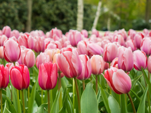 Plant Flower Bulbs En Masse