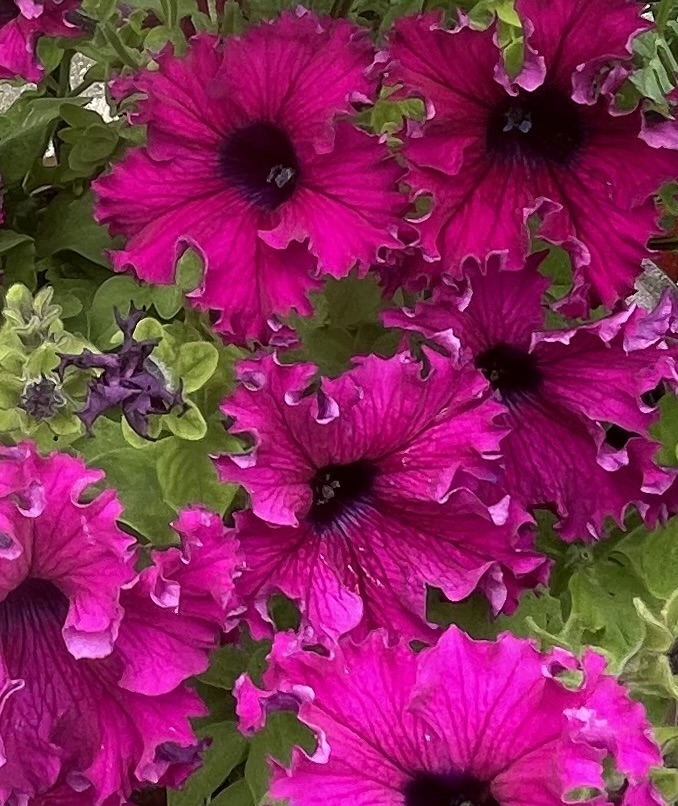 My Espresso Frappe Ruby Petunias