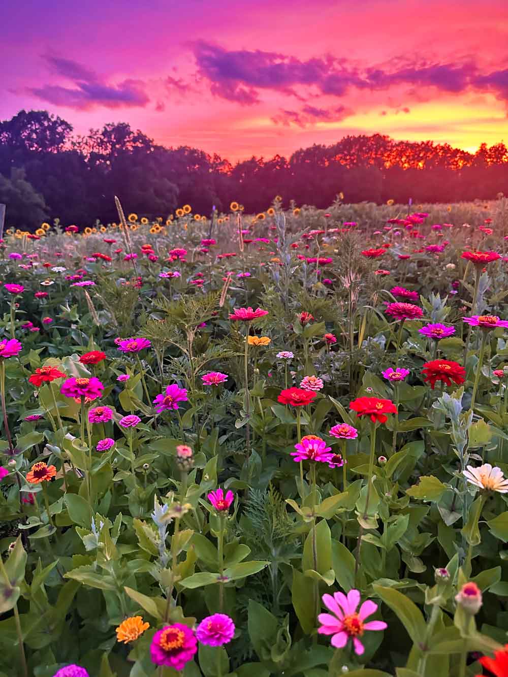 My Zinnia Field 🤍