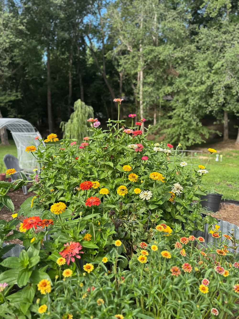 zinnia patch