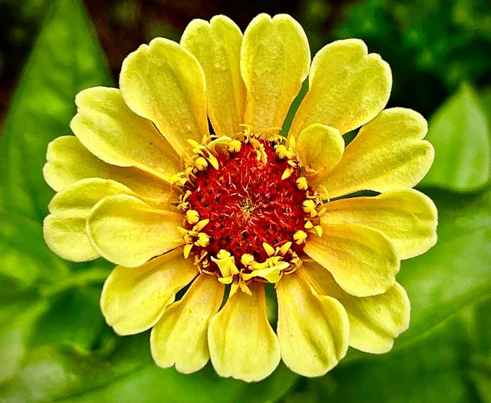 Queeny Peach Zinnia