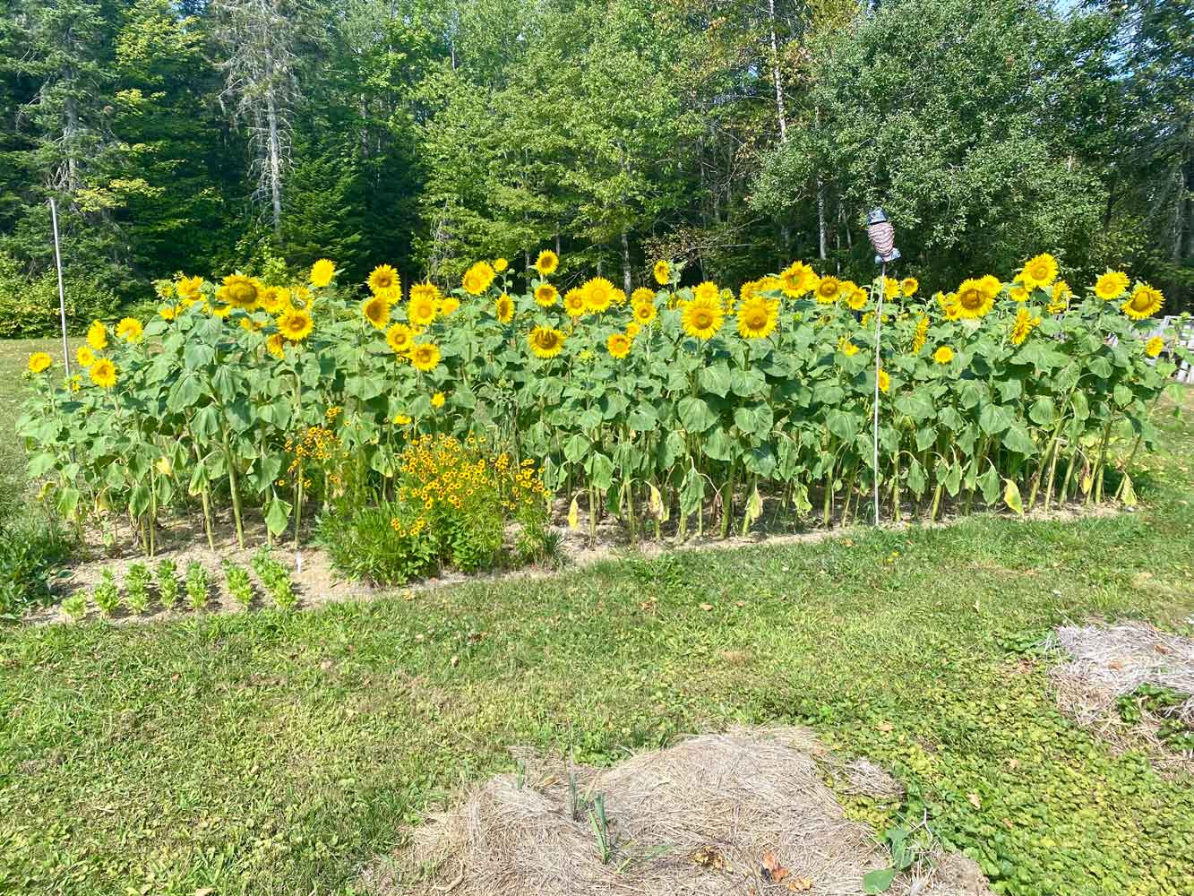 Sunflowers