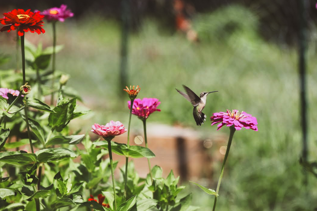 Hummingbird enjoying the zinnias!