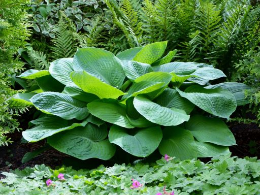 Bright Ideas for a Shade Garden